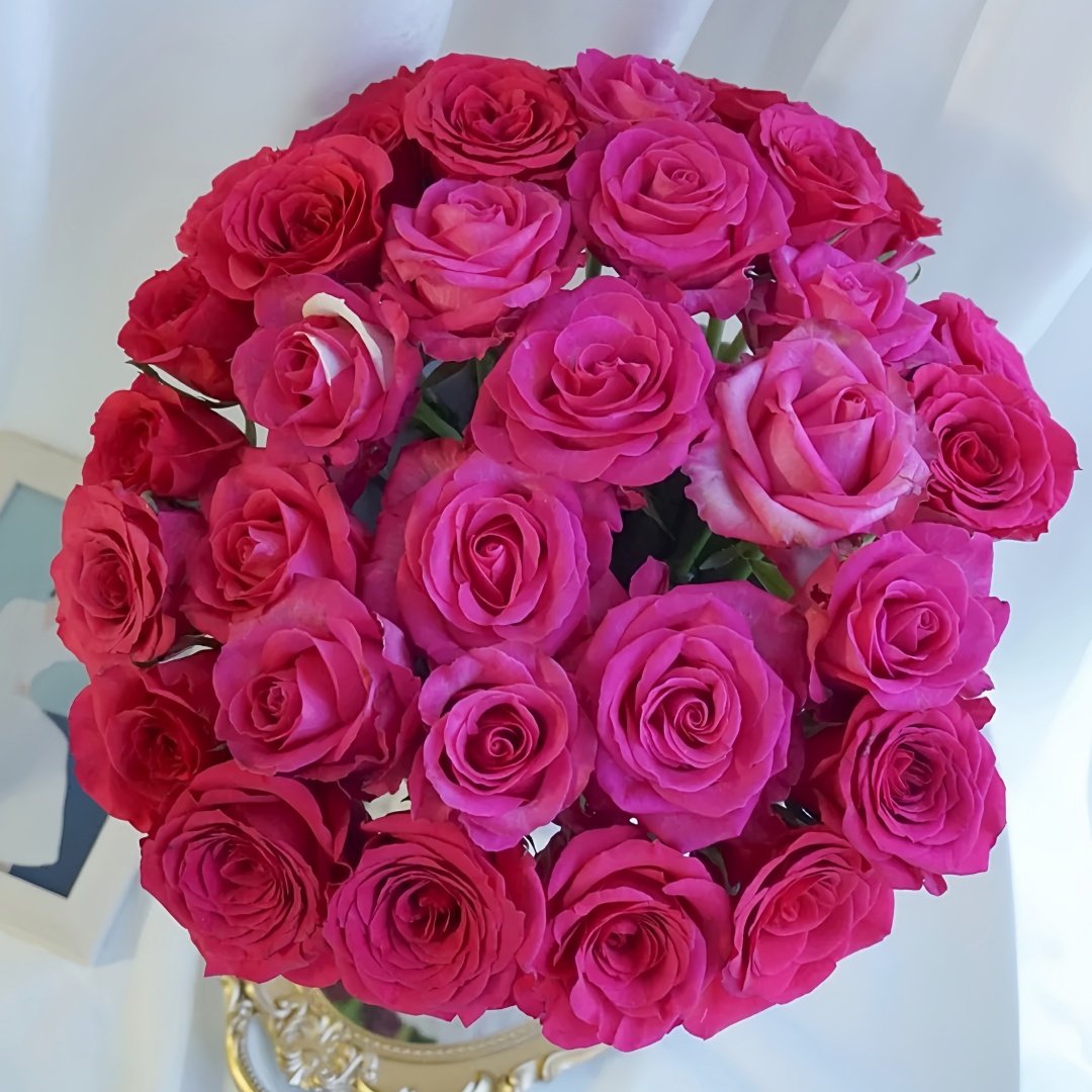 Cherry Avalanche Rose Plant｜樱桃雪山 image 0
