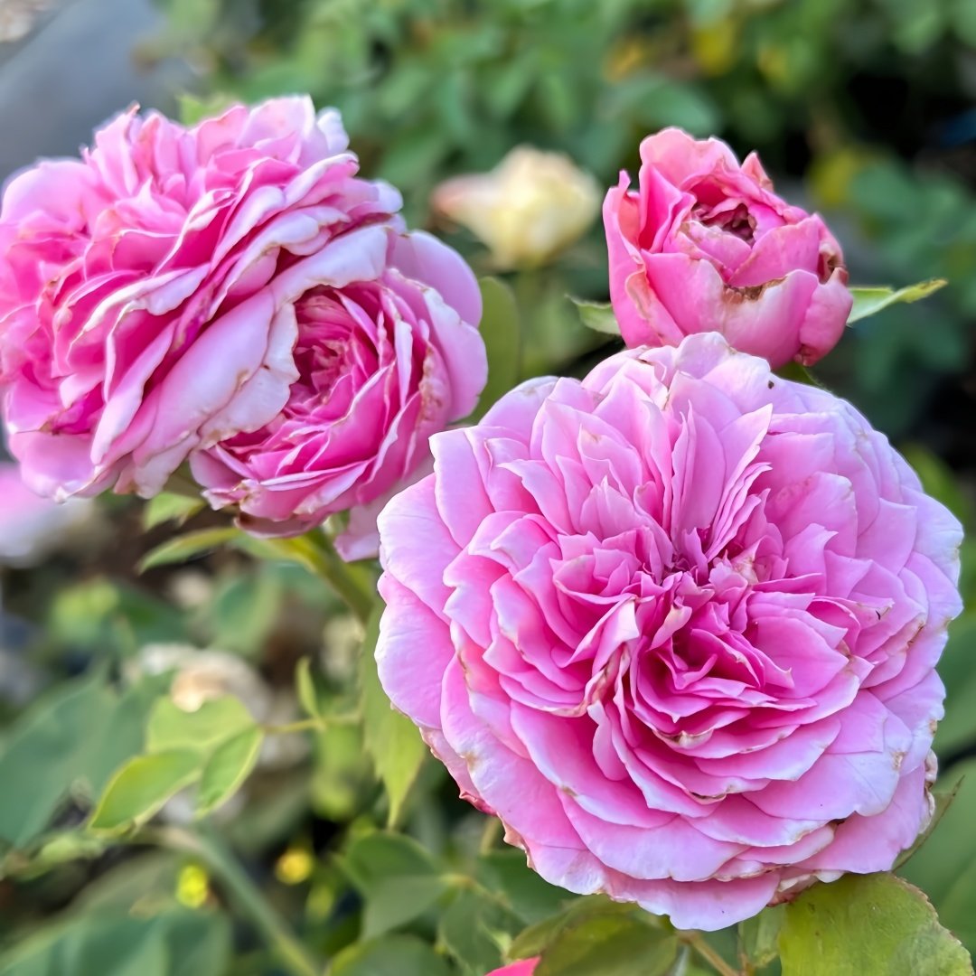 Jardin Parfumen Amoureuse Rose Plant｜禁忌感官 image 4