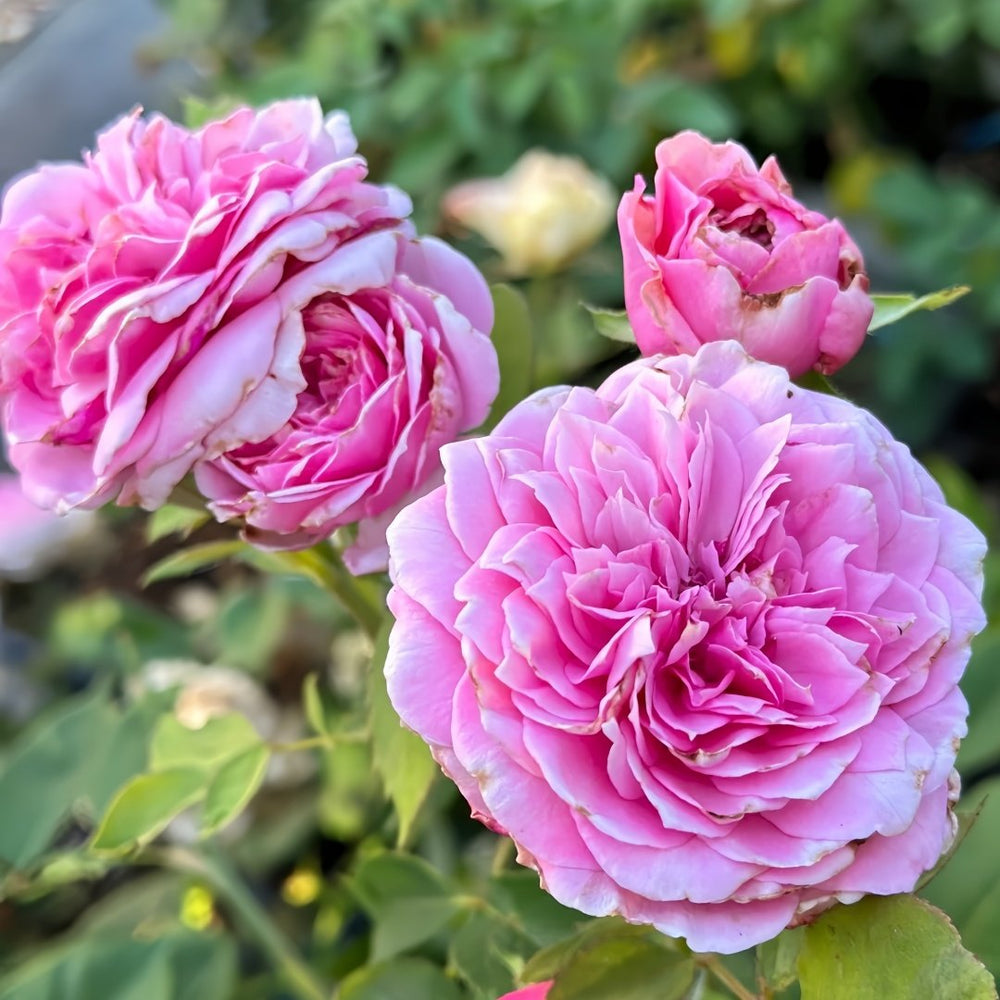 Jardin Parfumen Amoureuse Rose Plant｜禁忌感官 image 4