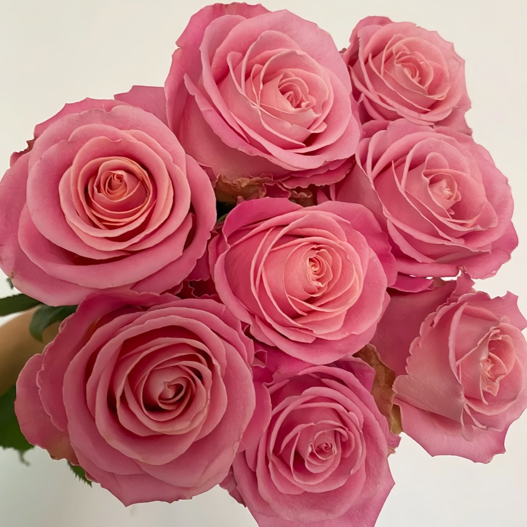 Hemosa Rose Plant ｜赫莫萨 image 9
