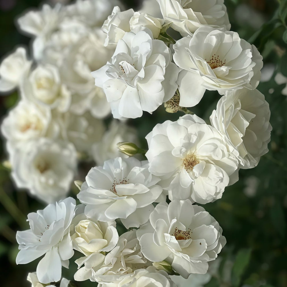 Iceberg Climbing Rose Plant｜藤冰山 image 5