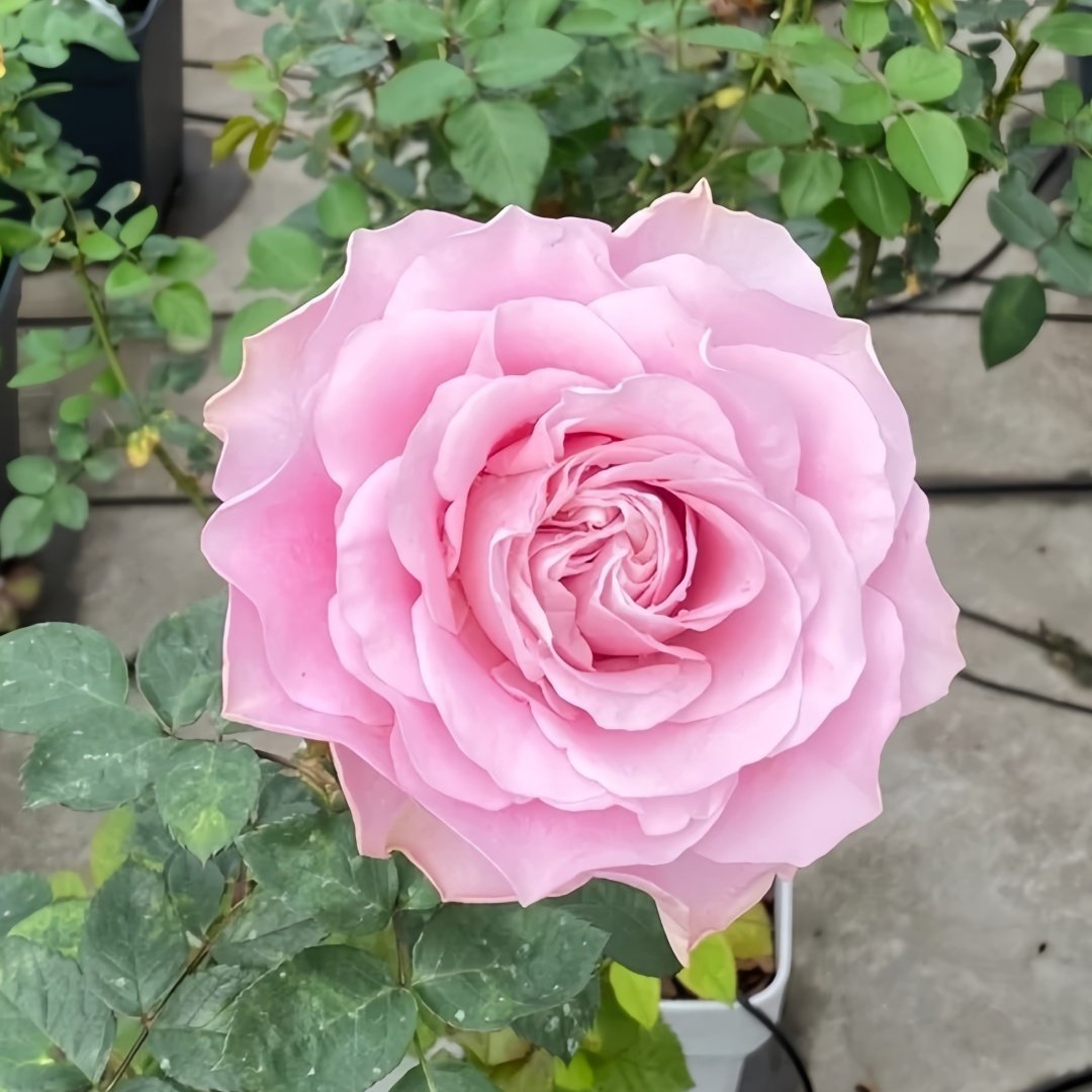 All four boughet Rose Plant｜四花 image 5