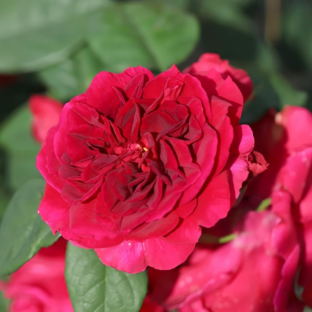Femme fatale Rose Plant|蛇蝎美人 image 4