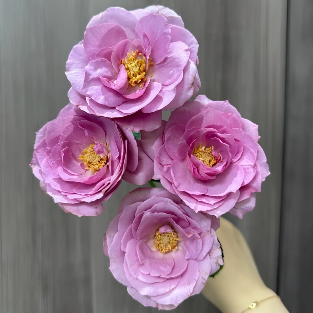 Syrinx Rose Plant|西林克斯 image 7