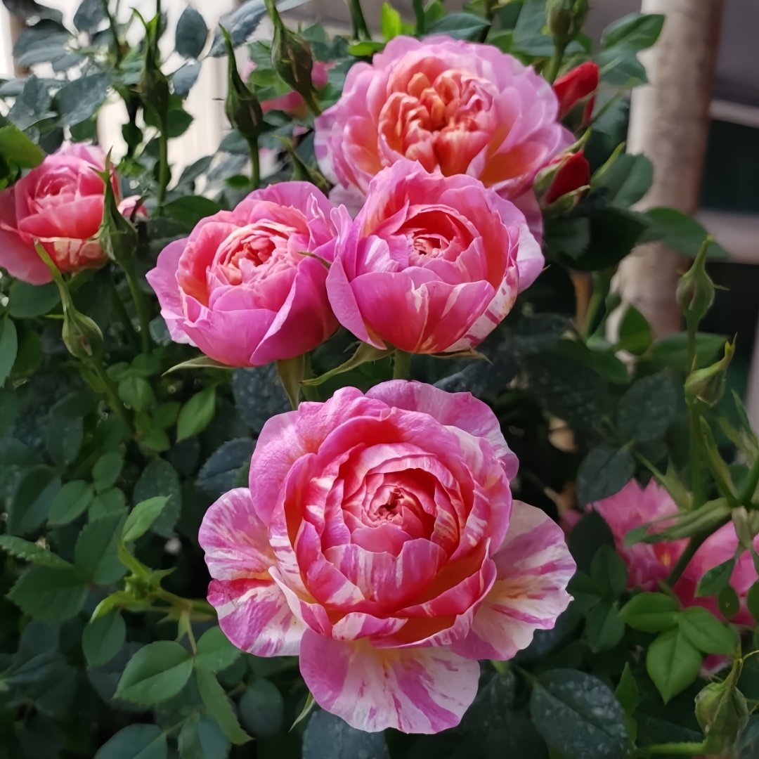 Cache Cache Rose Plant｜躲躲藏藏 image 4