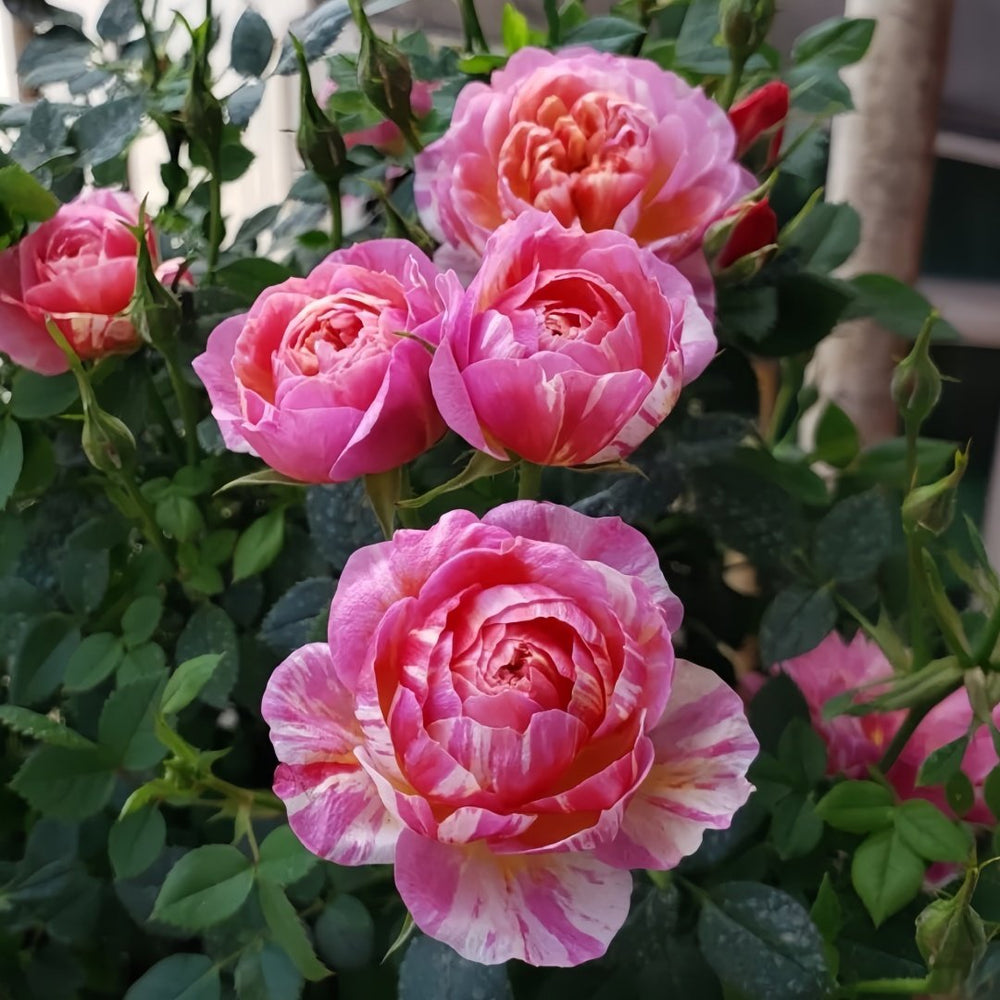 Cache Cache Rose Plant｜躲躲藏藏 image 4