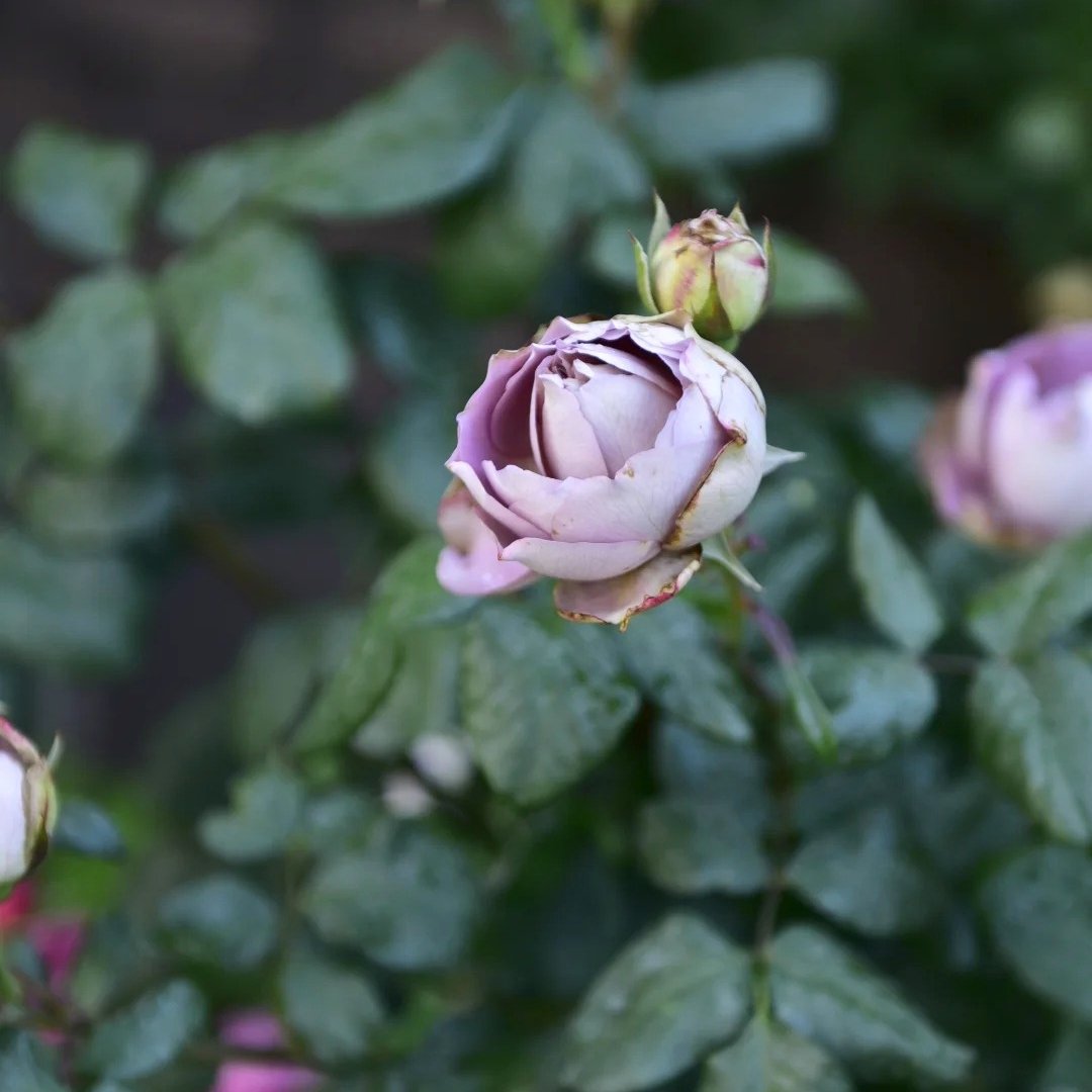 Solfa Rose Plant|索尔法 image 4