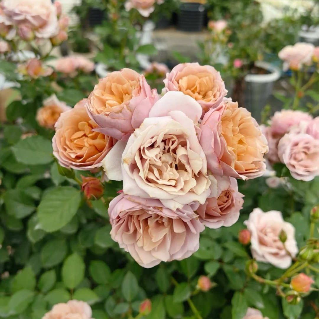 Iori Rose Plant｜八神庵 image 7