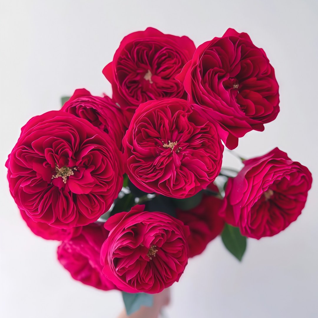 Darcey Rose Plant | 达西 image 6