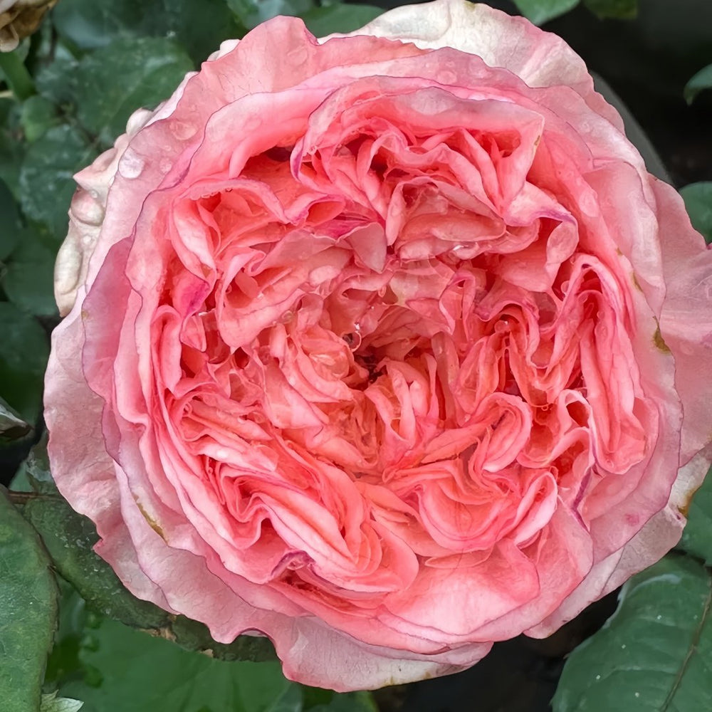 New Design Rose Plant|新设计 image 1