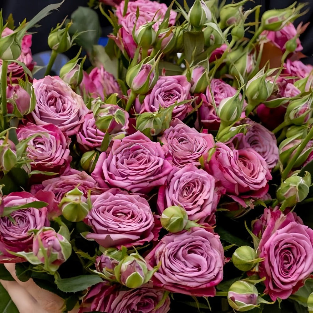 Purple Queen Rose Plant|紫色皇后 image 2
