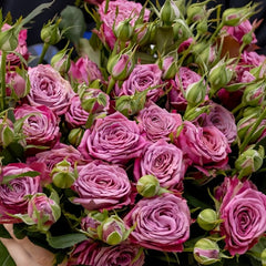 Purple Queen Rose Plant|紫色皇后 image 2