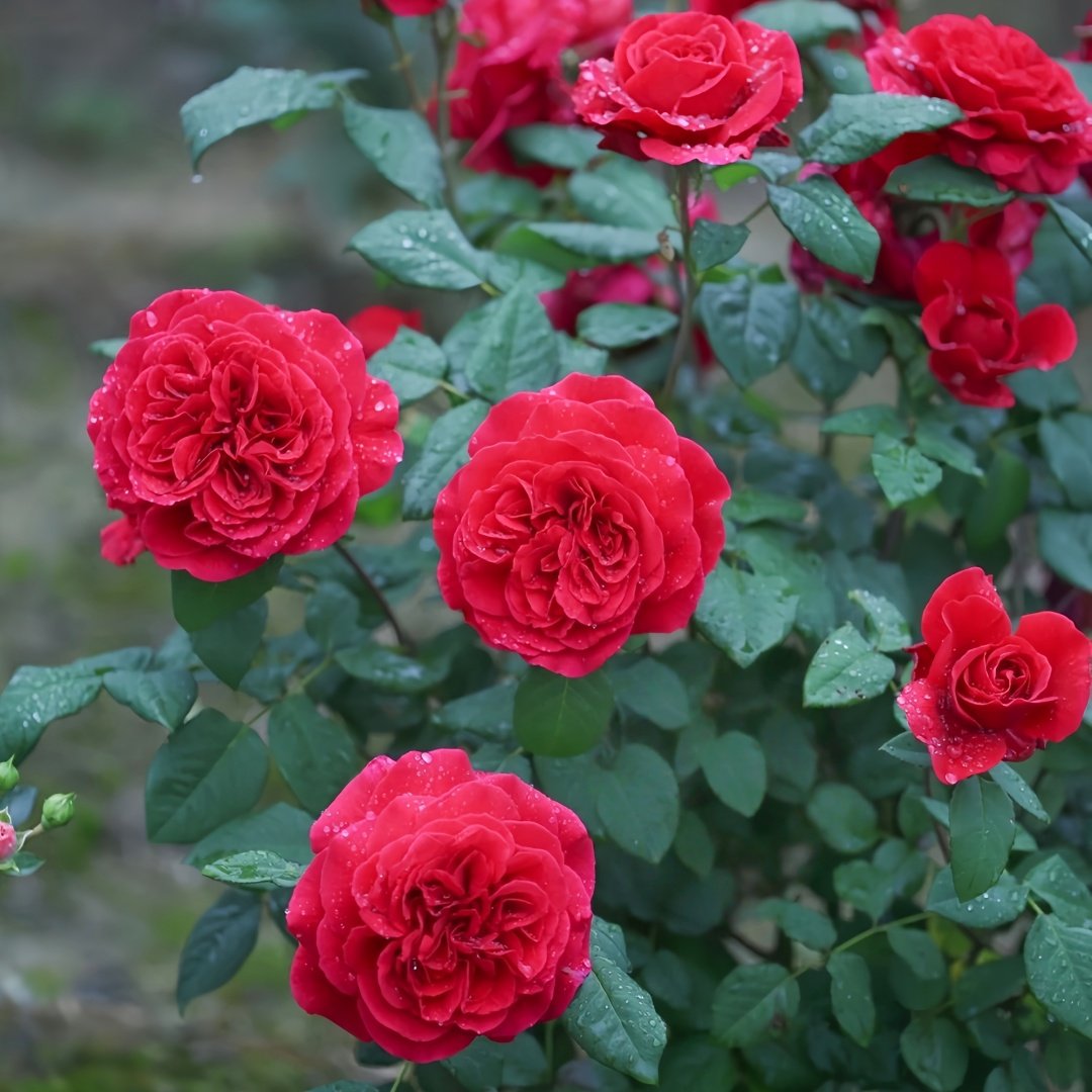 Femme fatale Rose Plant|蛇蝎美人 image 9