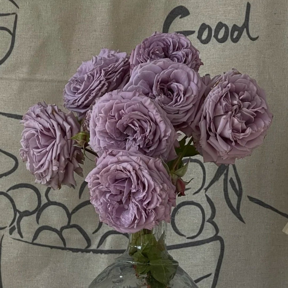 Lilienthal Rose Plant｜李林塔尔 image 1