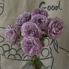 Lilienthal Rose Plant｜李林塔尔 image 1