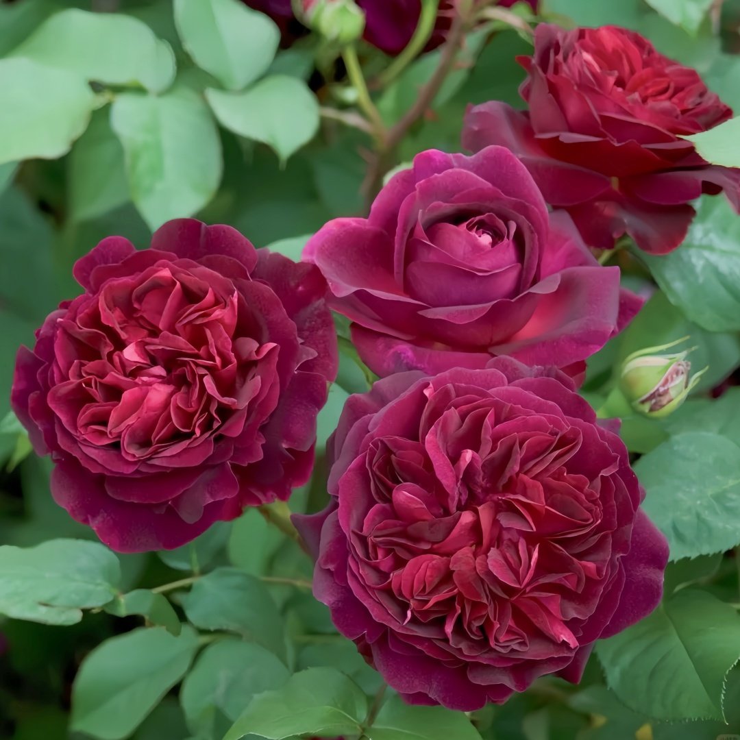 Munstead Wood Rose Plant｜曼斯特德伍德 image 6