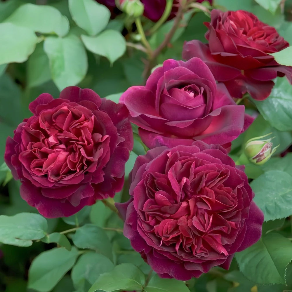Munstead Wood Rose Plant｜曼斯特德伍德 image 6