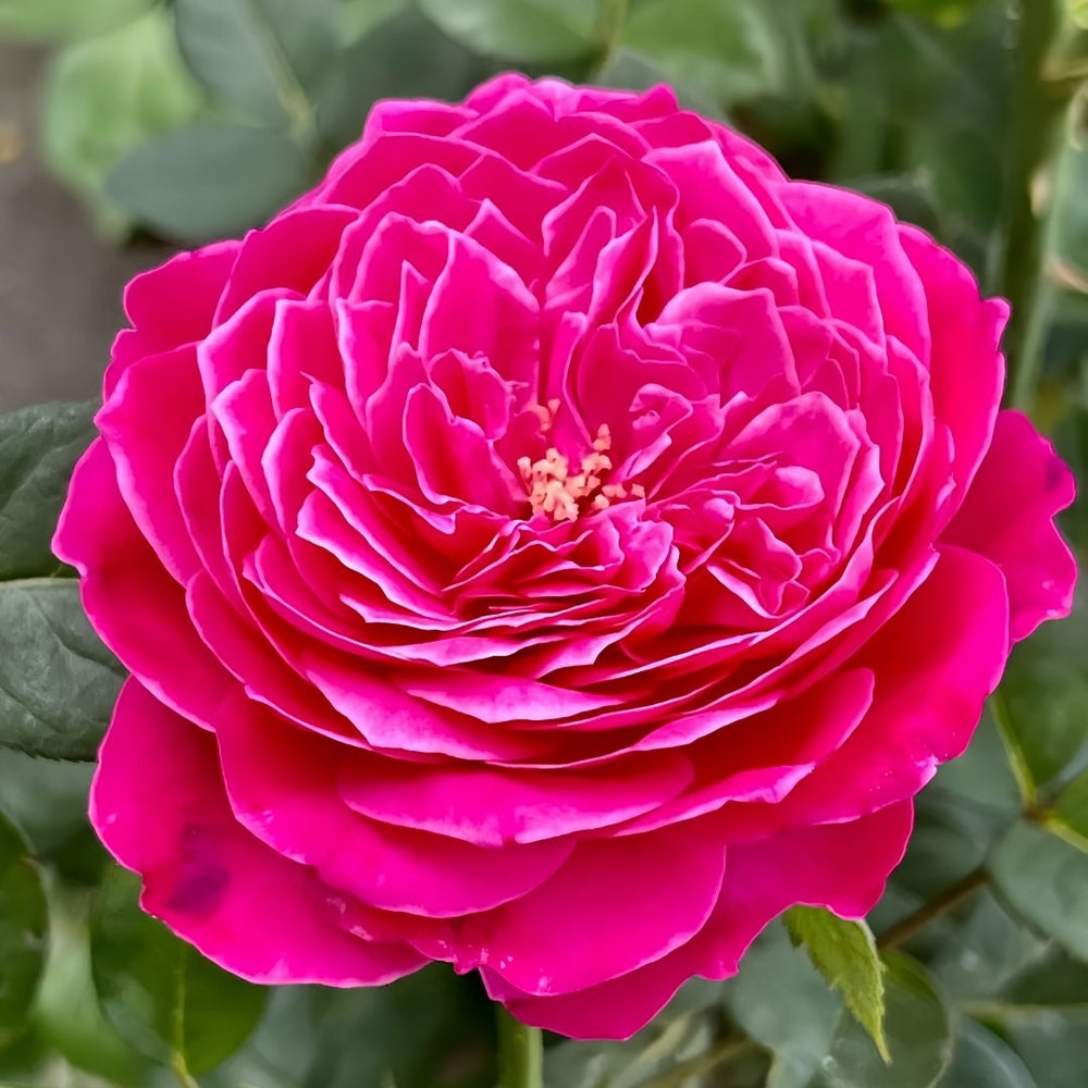 Accademia Rose Plant｜阿卡德米亚 image 2