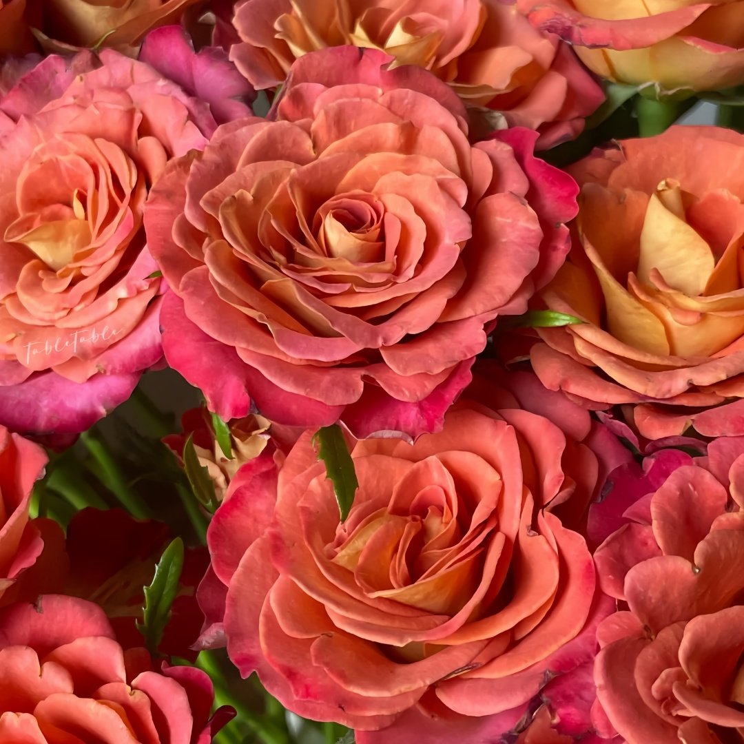 Gypsy Curiosa Rose Plant｜吉普赛猎奇 image 8