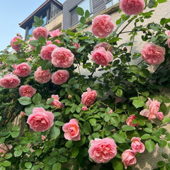 Dames de Chenonceau Rose Plant|舍农索城堡的女人 image 2