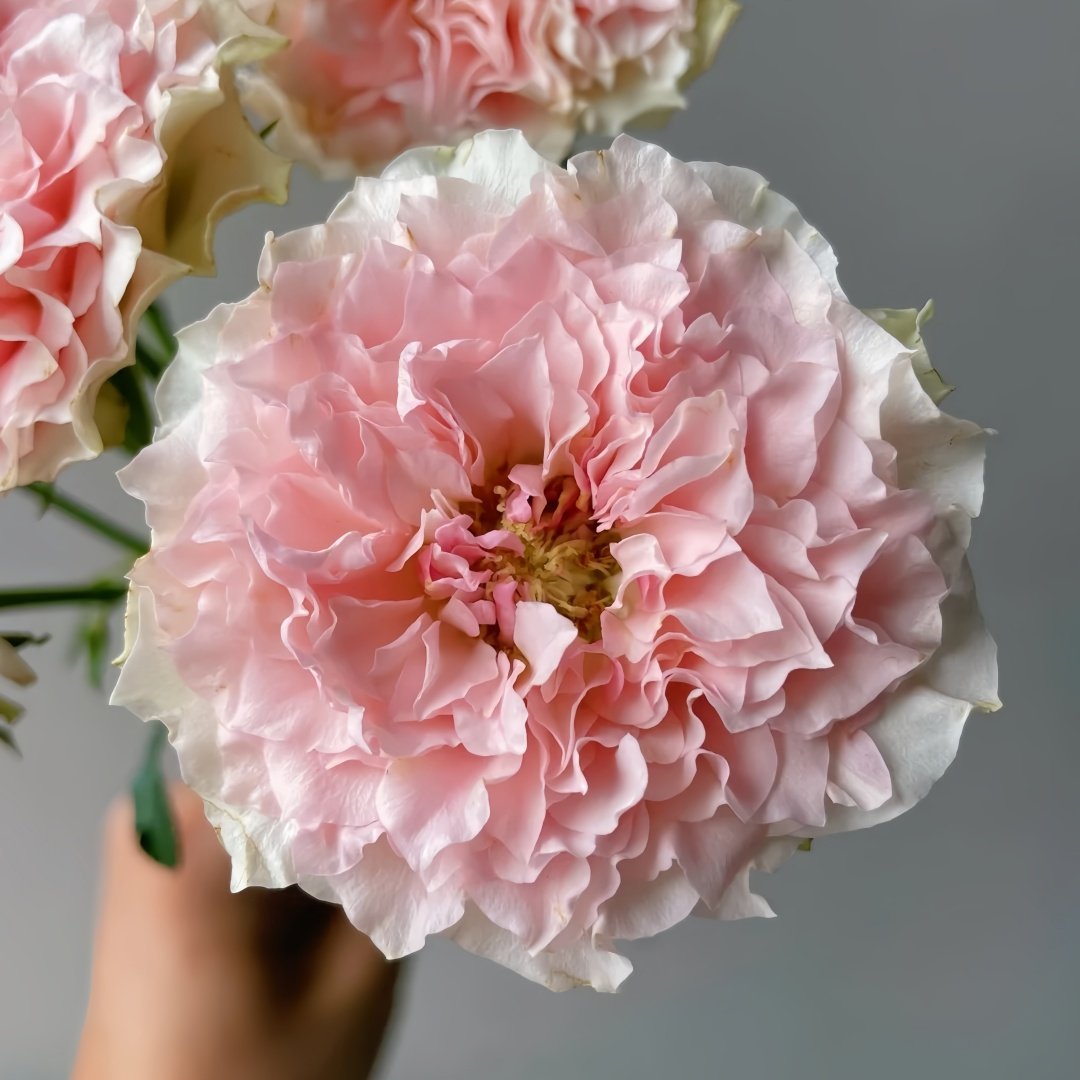 Fancy Rora Rose Plant｜情迷罗拉 image 4