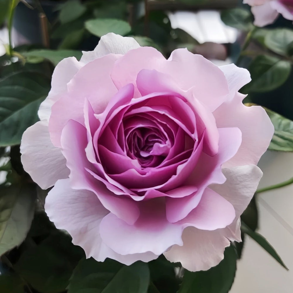 Lilas Rose Plant｜丽拉玫瑰 image 1