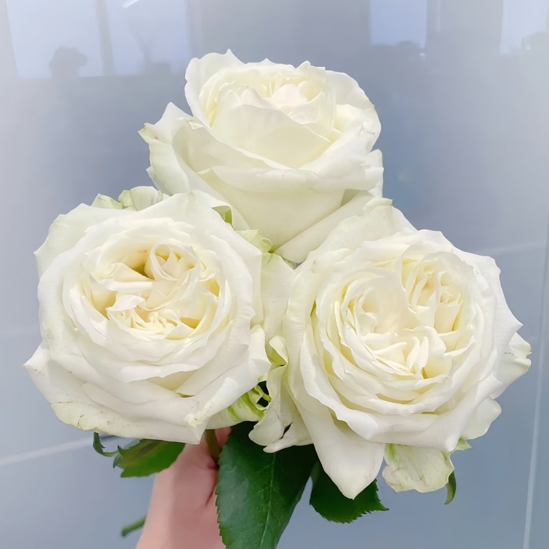 Blanche Elegance Rose Plant|白荣耀 image 2