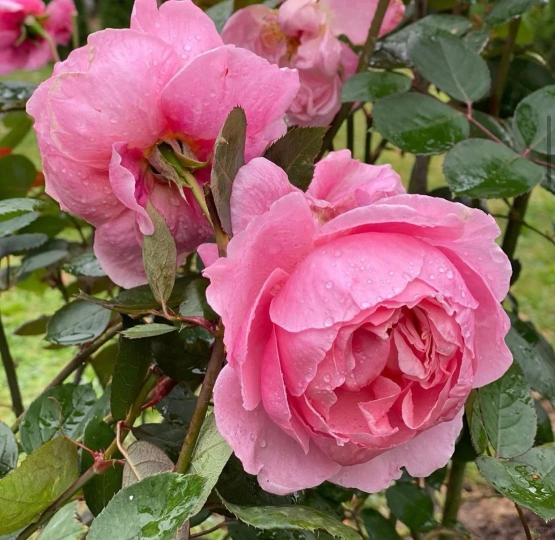 Lady Heirloom Rose Plant|女人的遗产 image 5