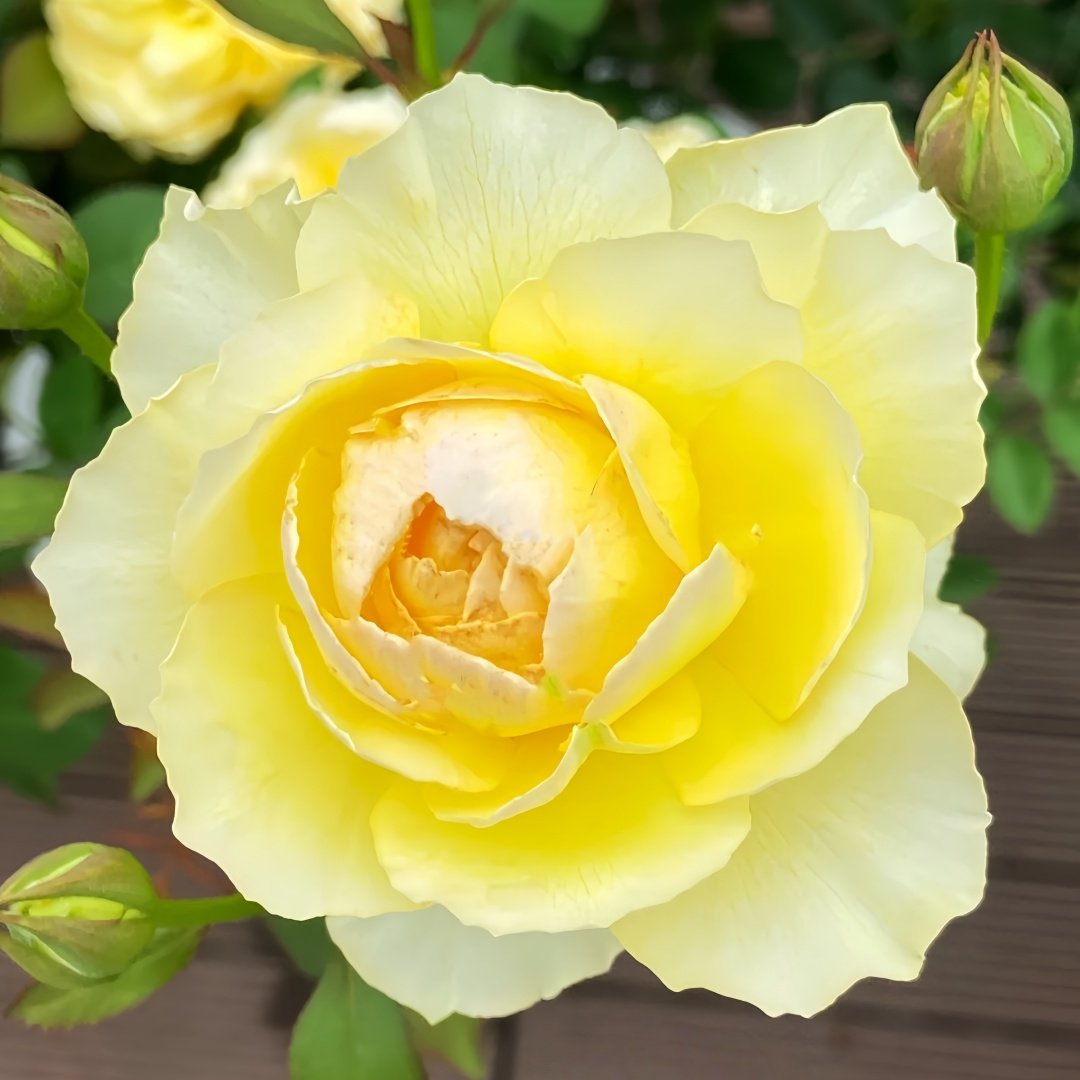 Kagerou Rose Plant｜蜉蝣 image 3