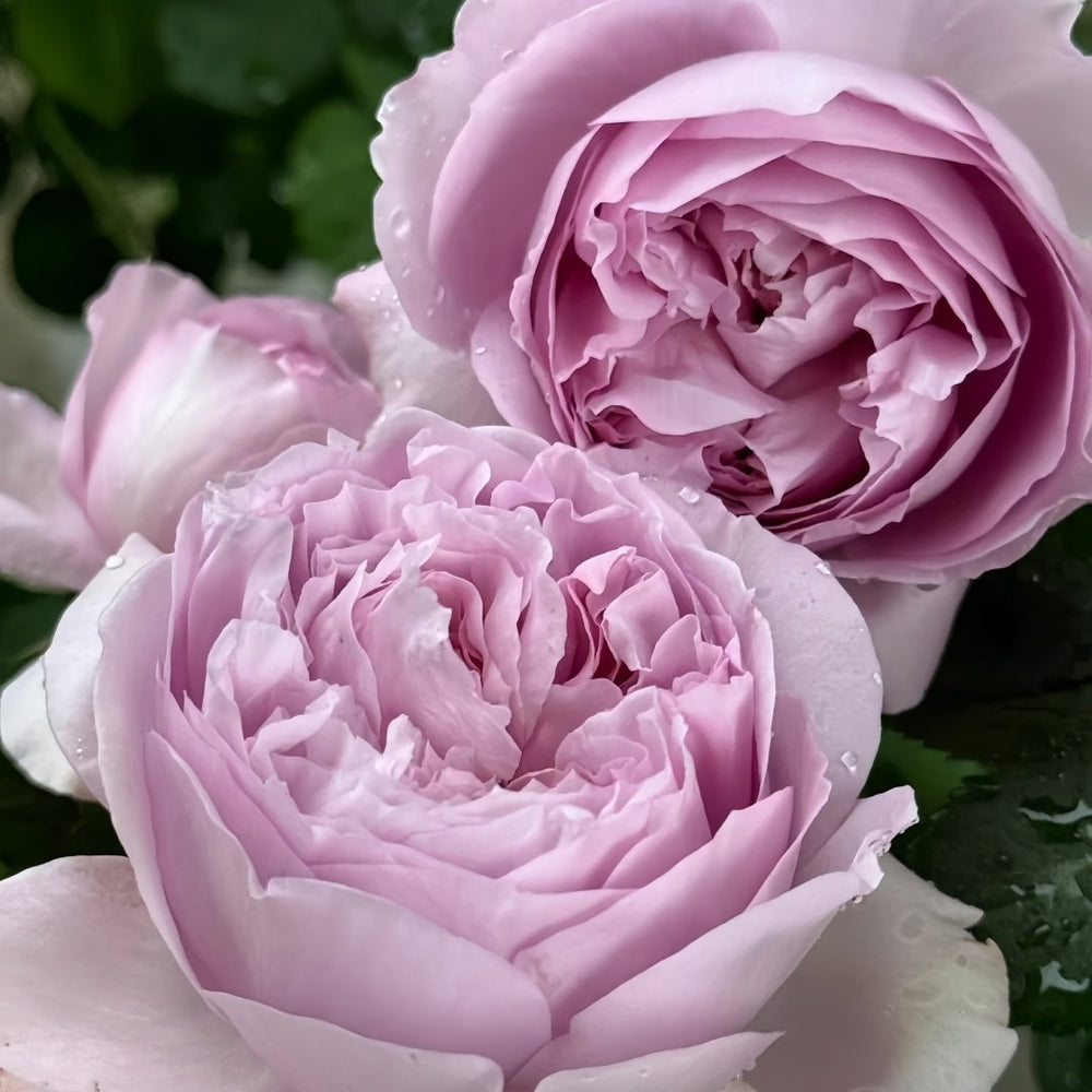 Repartil Rose Plant｜重启玫瑰 image 6