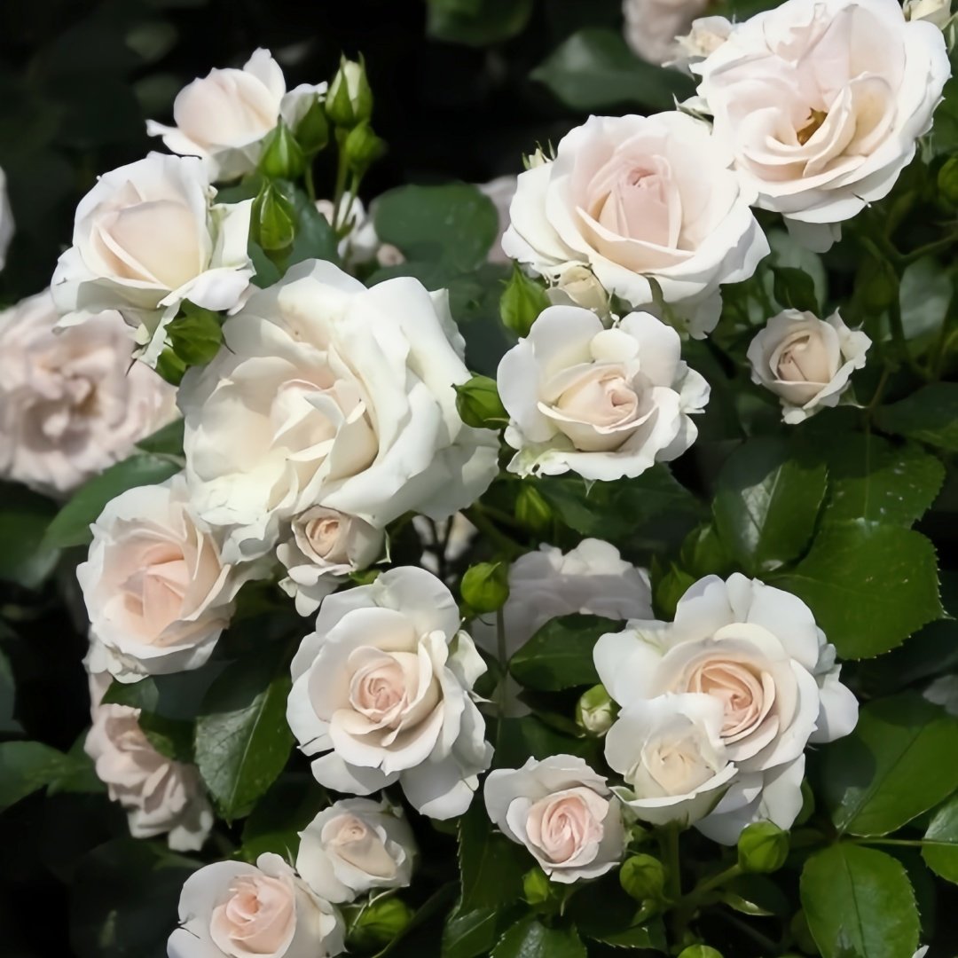 Aspirin Rose Plant|阿司匹林 image 9