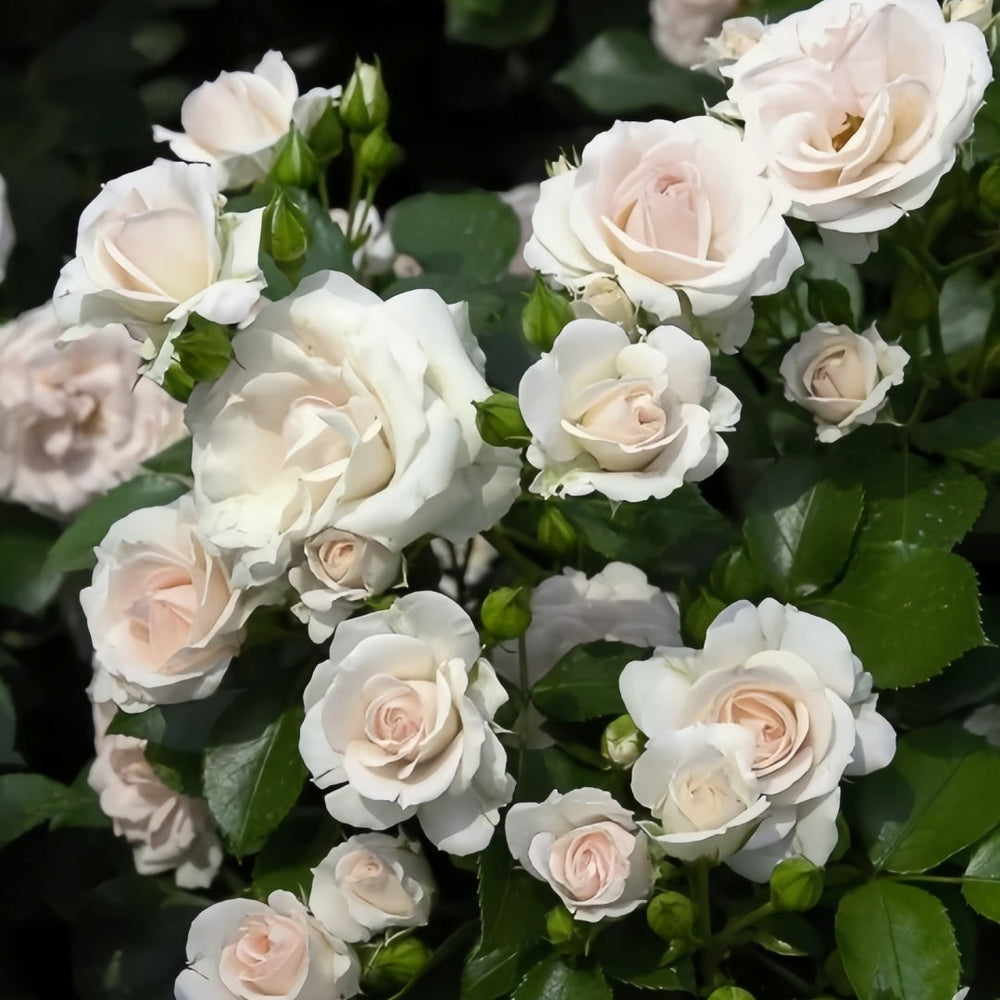 Aspirin Rose Plant|阿司匹林 image 9