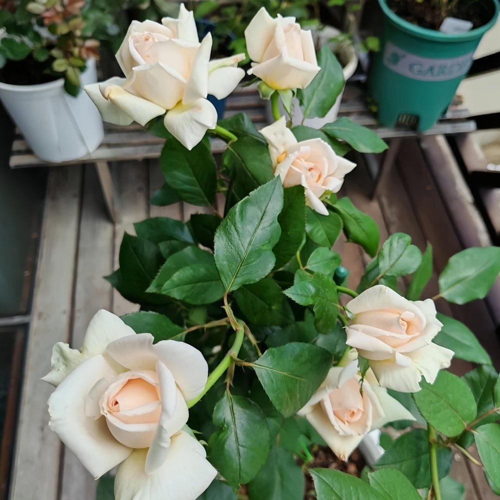 Trésor du Jardin Rose Plant|花园宝藏 image 6