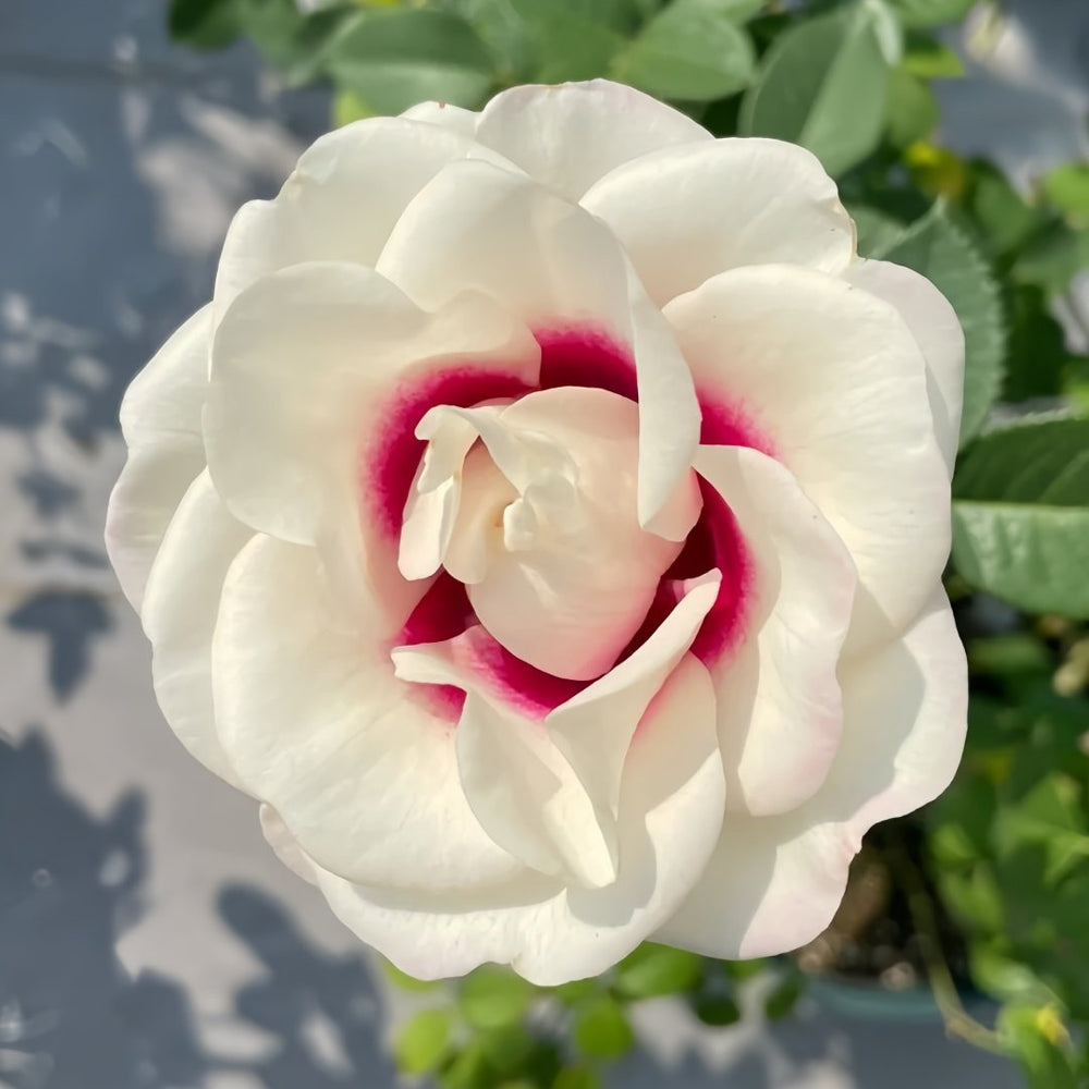 Brideside Rose Plant｜桥边之约 image 5