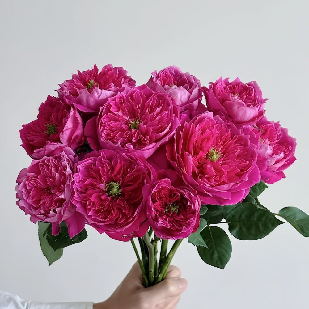 Accademia Rose Plant｜阿卡德米亚 image 7
