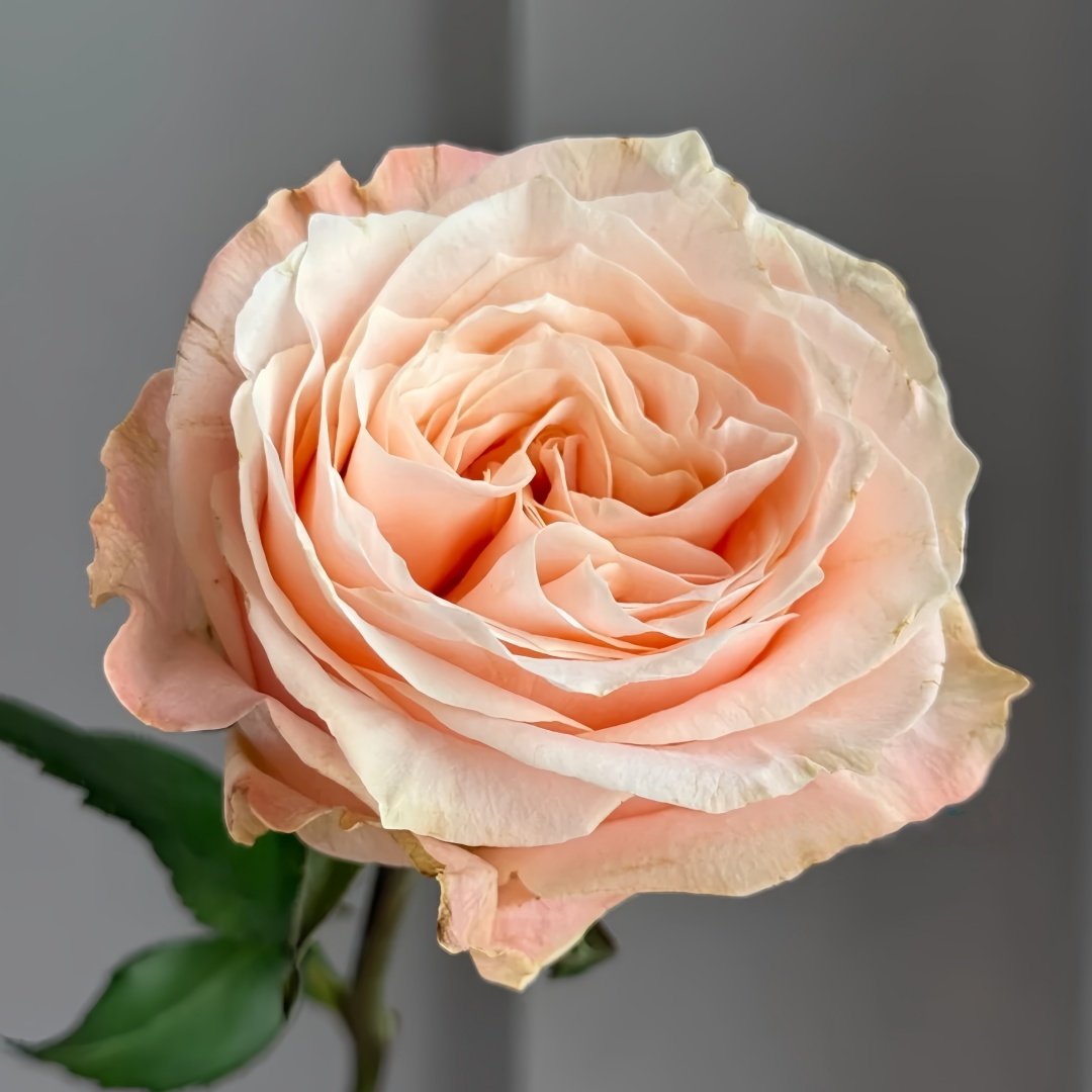 Warm Egg Soufflé Rose Plant｜暖心蛋奶酥 image 4