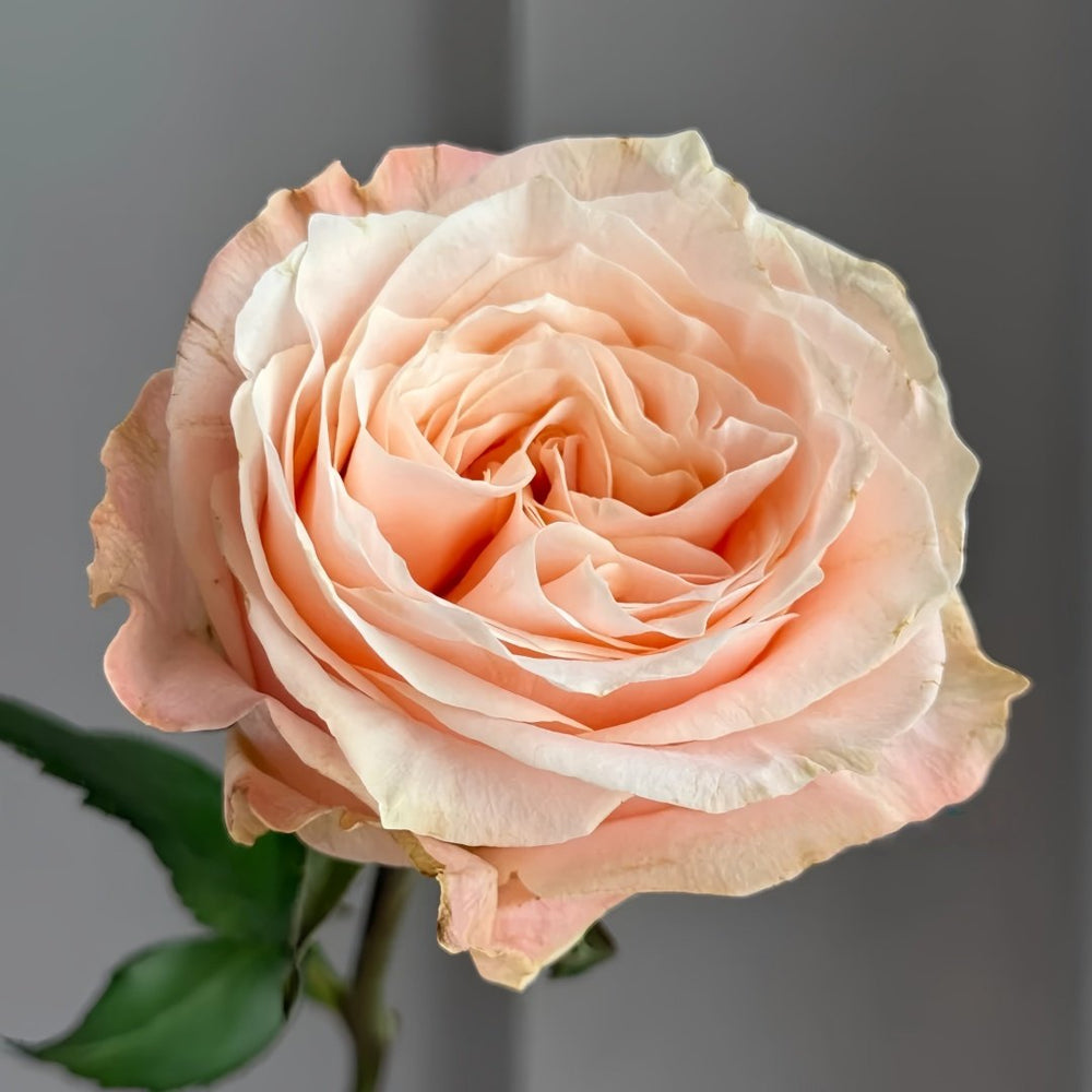 Warm Egg Soufflé Rose Plant｜暖心蛋奶酥 image 4
