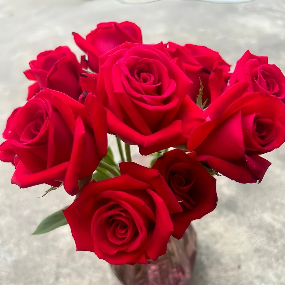 Carola Rose Plant｜卡罗拉 image 8