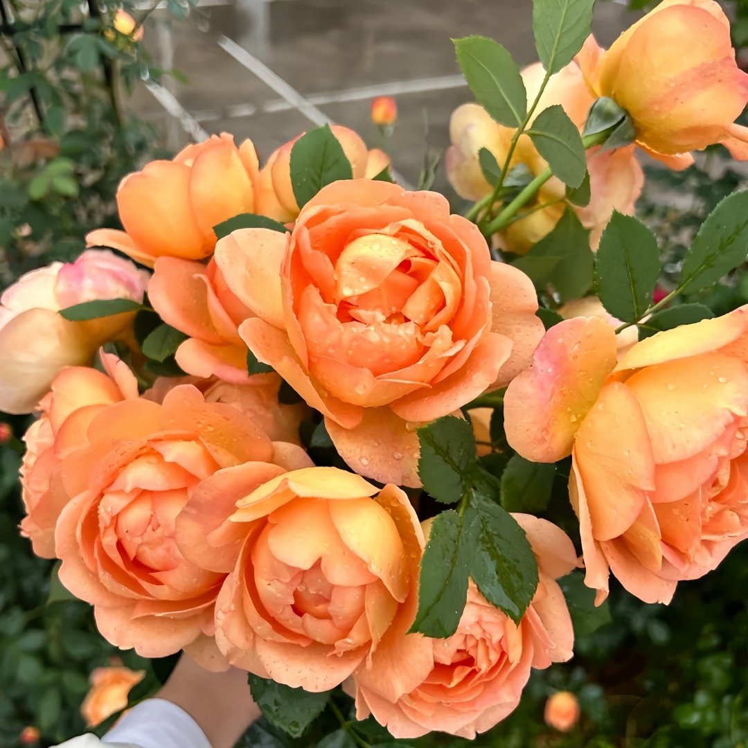 Lady Of Shalott Rose Plant | 夏洛特夫人 image 6
