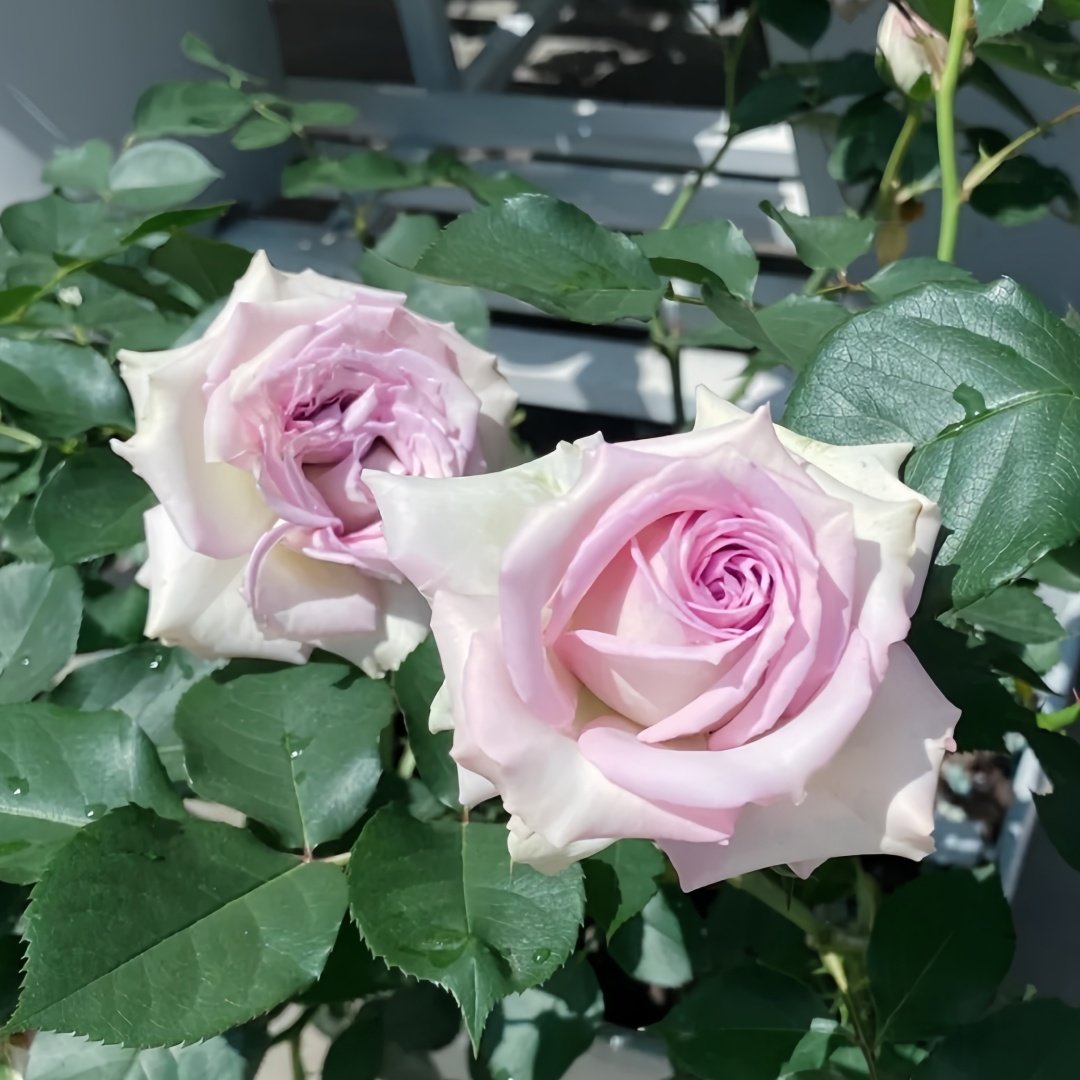 Silver Rain Rose Plant|银雨 image 3