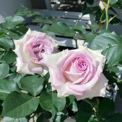 Silver Rain Rose Plant|银雨 image 3