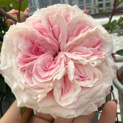Gossip Girl Rose Plant｜绯闻女孩 image 2