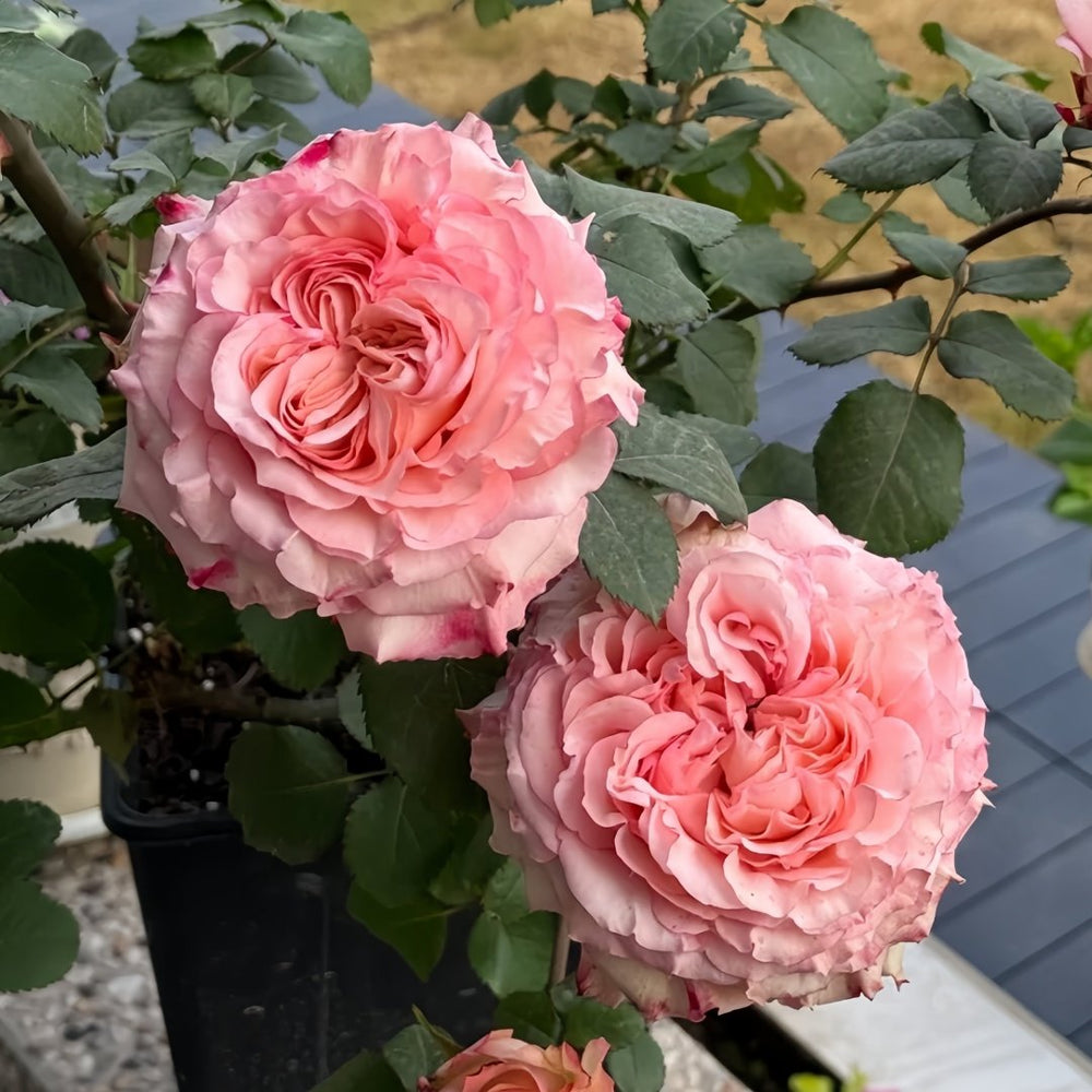 Butterfly Valley Rose Plant | 蝴蝶谷 image 7
