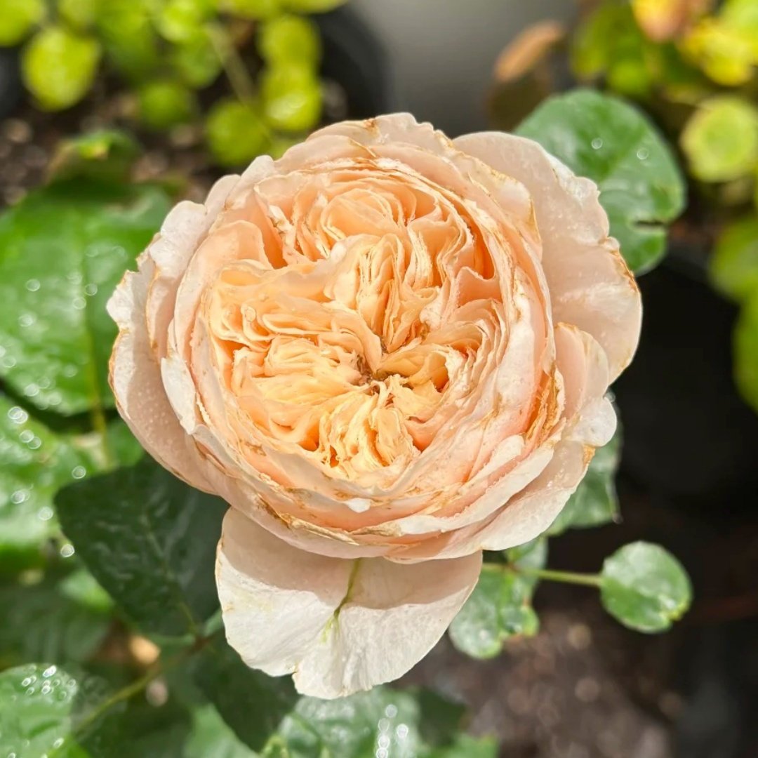 Paradise Beach Rose | 天堂海滩 image 5