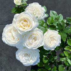 Yves Wedding Road Rose Plant|伊芙婚礼之路 image 0