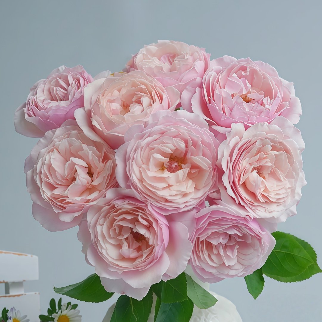 Strawberry Swing Rose Plant|草莓秋千 image 9