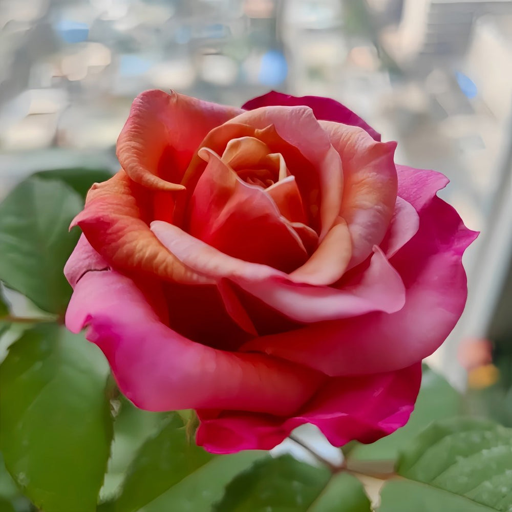 Miyabi Rose Plant｜雅致玫瑰 image 5