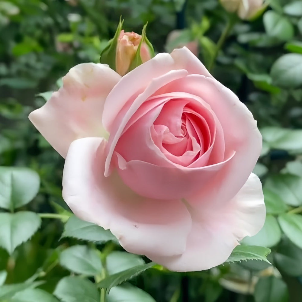 Giardina Rose Plant|贾尔迪纳 image 2