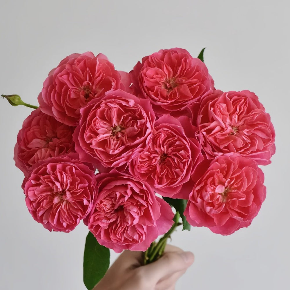 Pheobe Rose Plant| 菲比 image 6