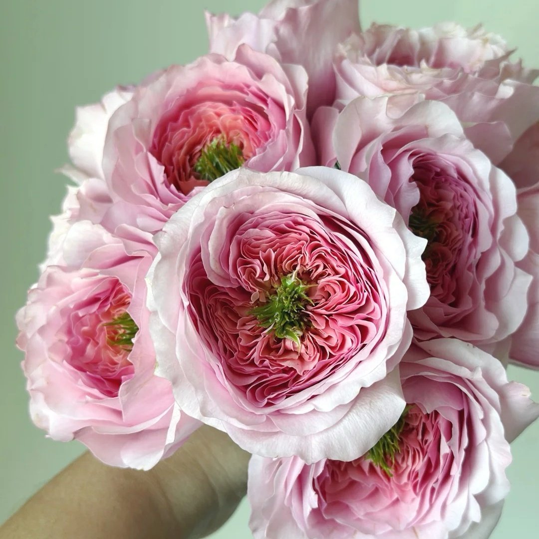 Serendipity Rose Plant | 机缘巧合 image 3